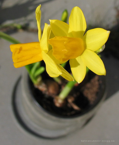 påskliljor i kruka