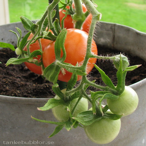 tomater tomatplanta