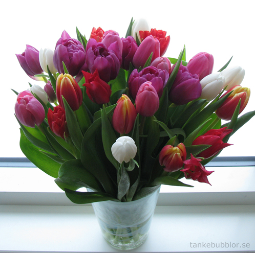 Mine med tulpaner