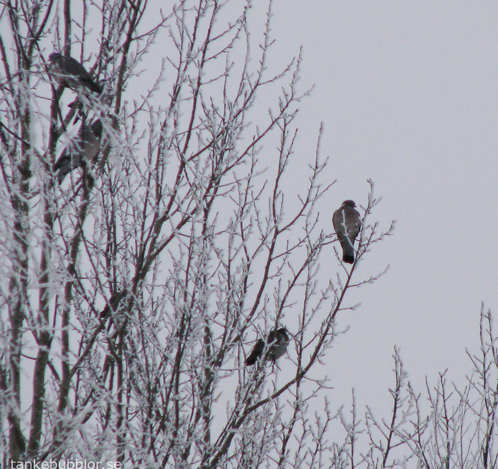 frost och fåglar
