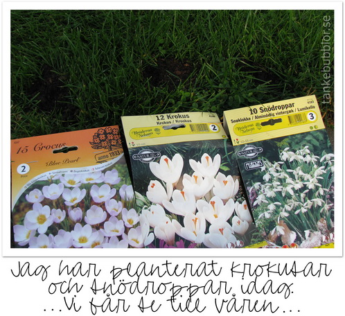 blå bägarkrokus krokus snödroppar planterat lökar