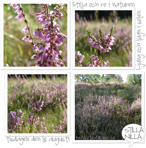 ljung solsken stilla nilla