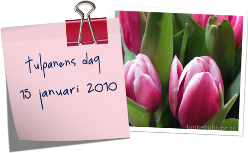 tulpaner