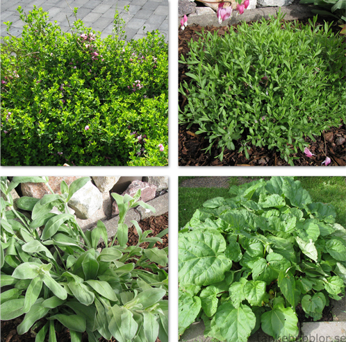 växter i trädgården