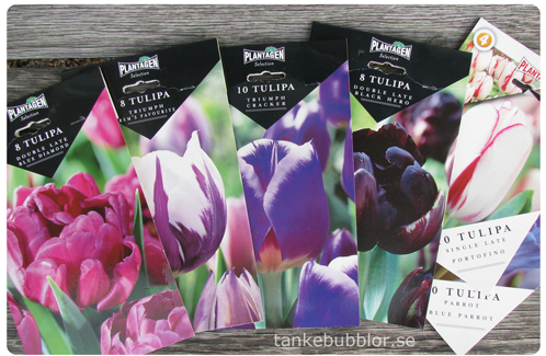 tulpanlökar